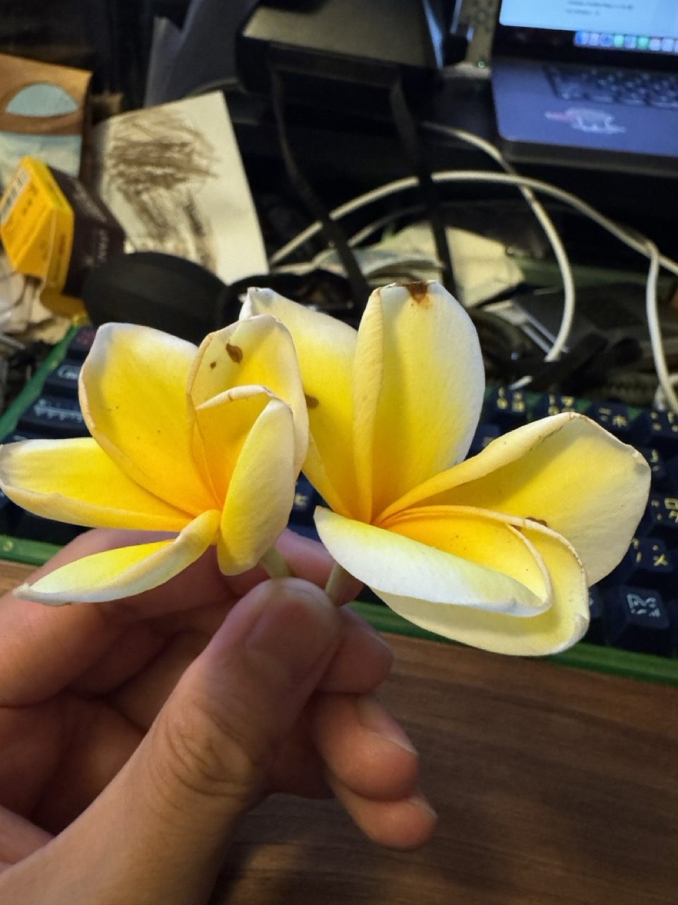 捡来的小花