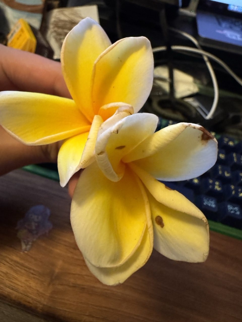 捡来的小花
