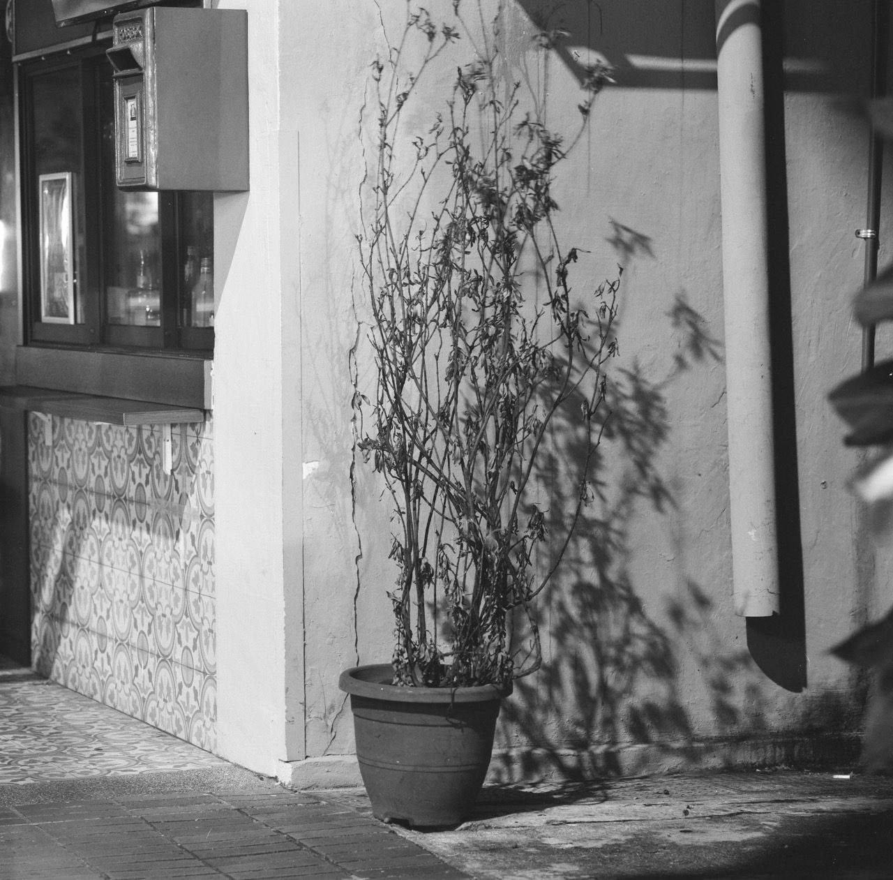 A Dried-out Potted Plant, B&W Evening Photography