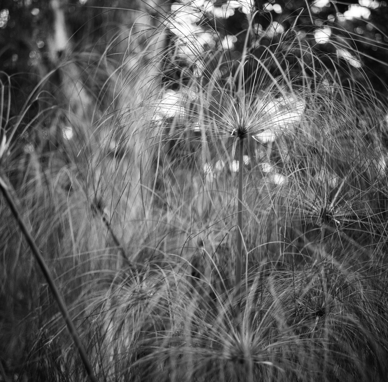 Cyperus papyrus: B&W Photography