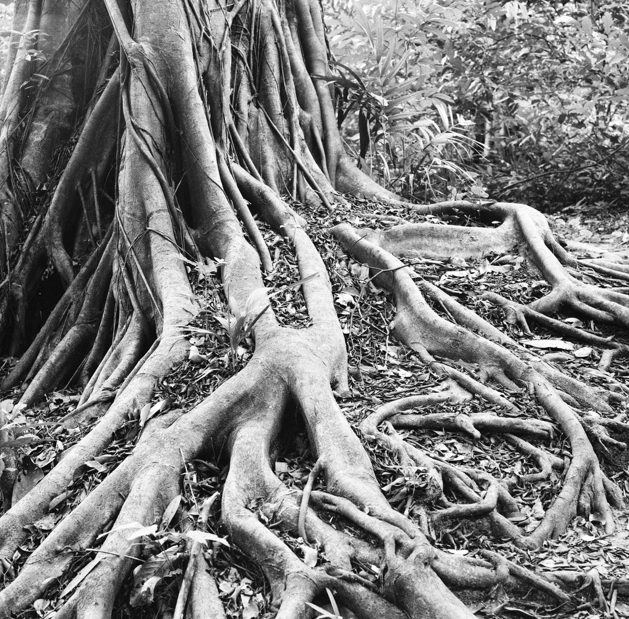 Twisting Tree Roots: B&W Photography