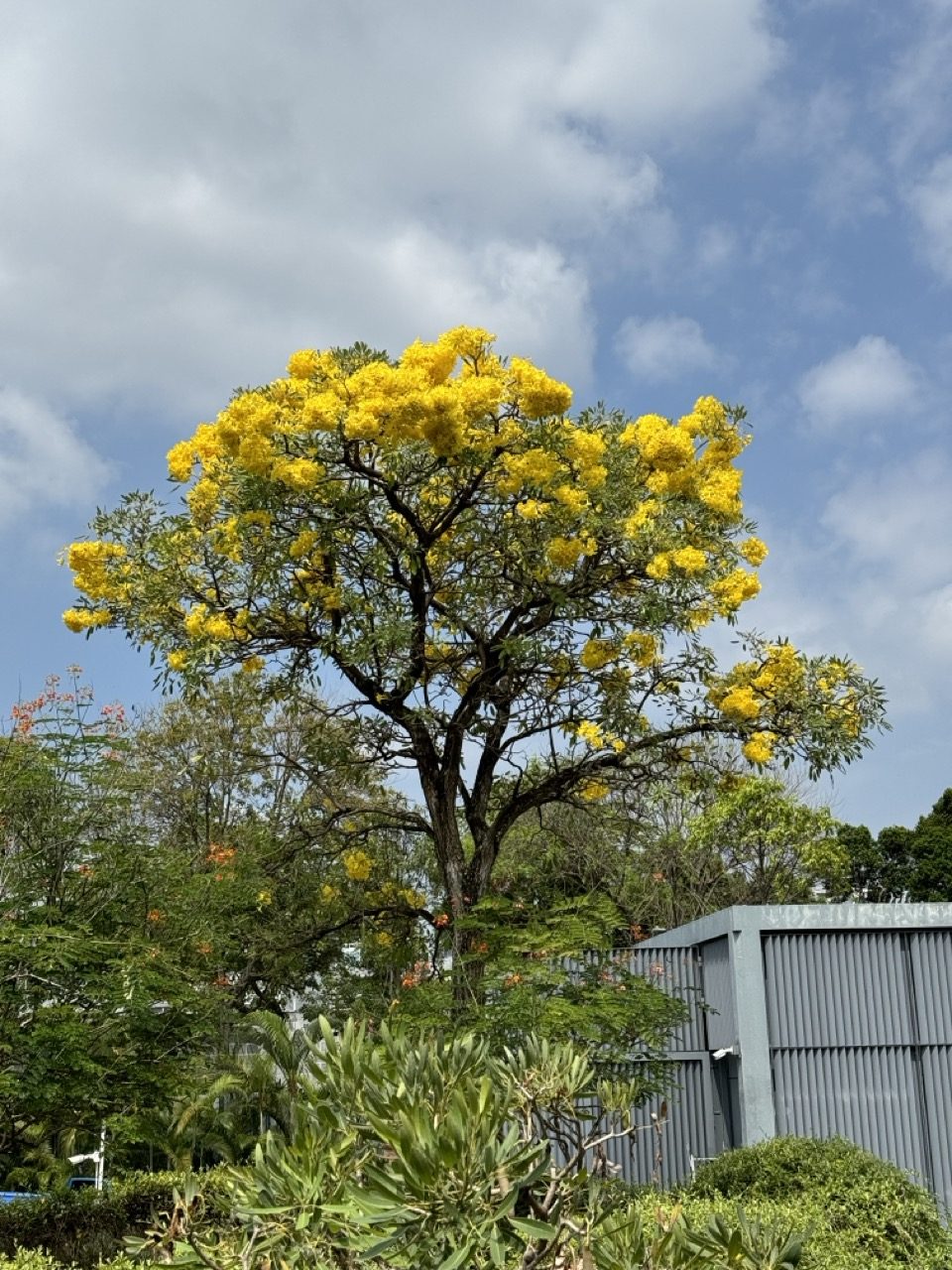 花期